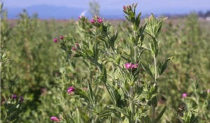 Hairy willow-herb image