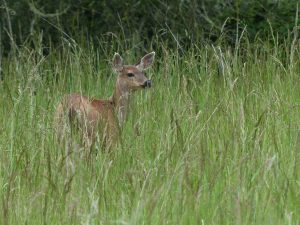 Deer at Admiralty Inlet Natural Area Preserve