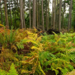 Trillium Community Forest