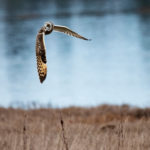 Short-eared Owl at Crockett Lake
