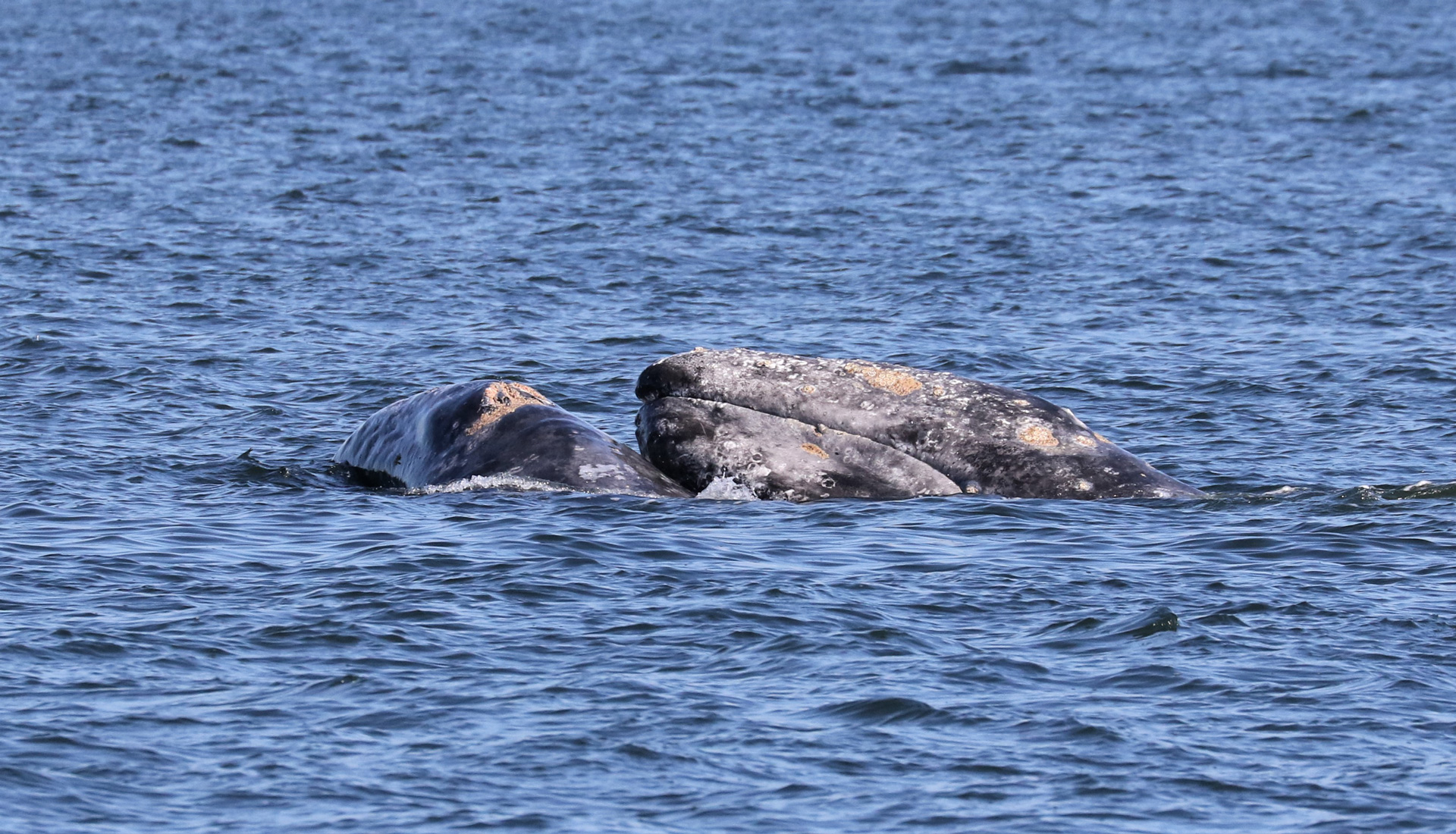 Gray Whales in Saratoga Passage