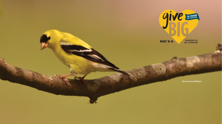 Goldfinch image