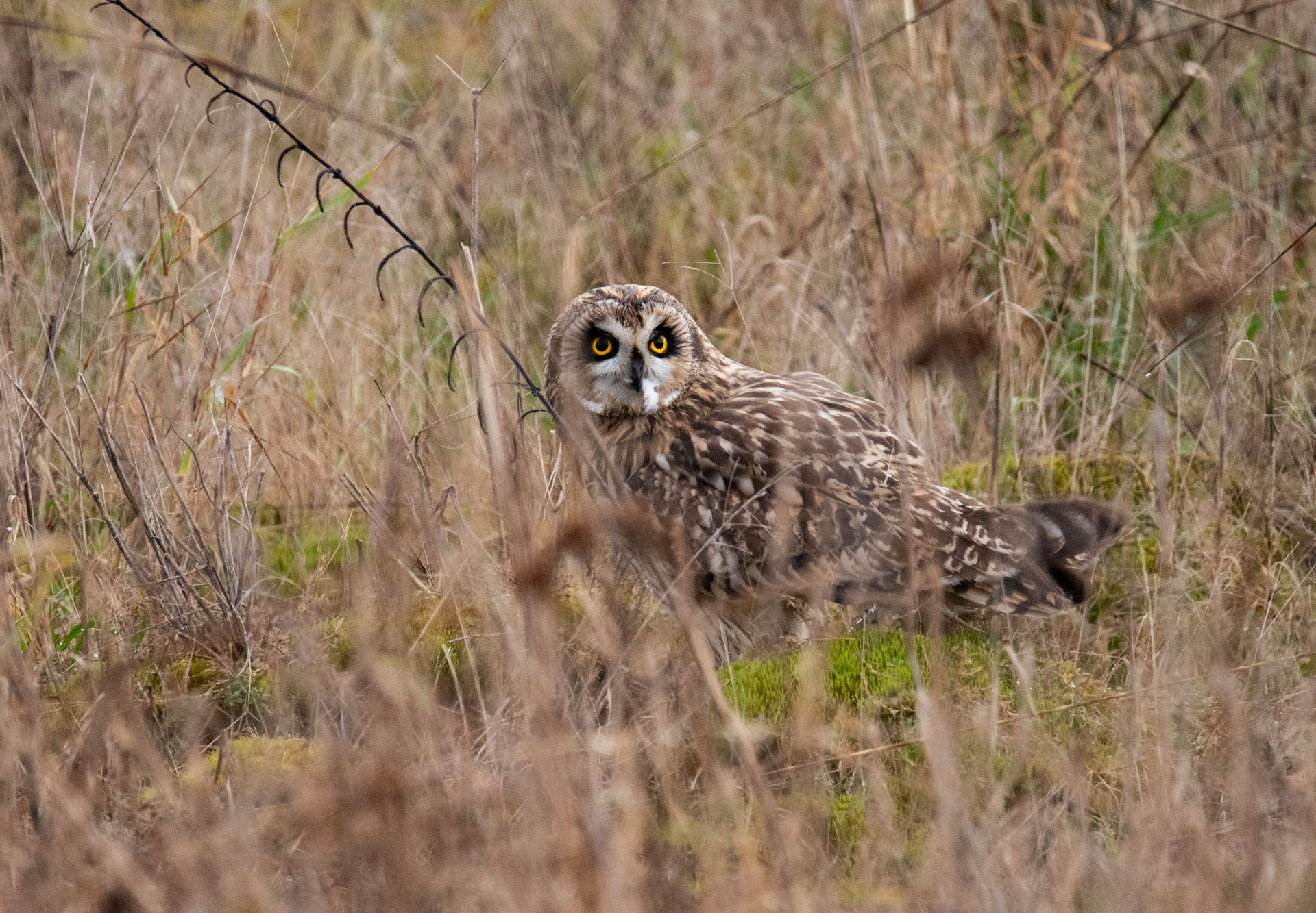 Short-eared Owl at Crockett Lake