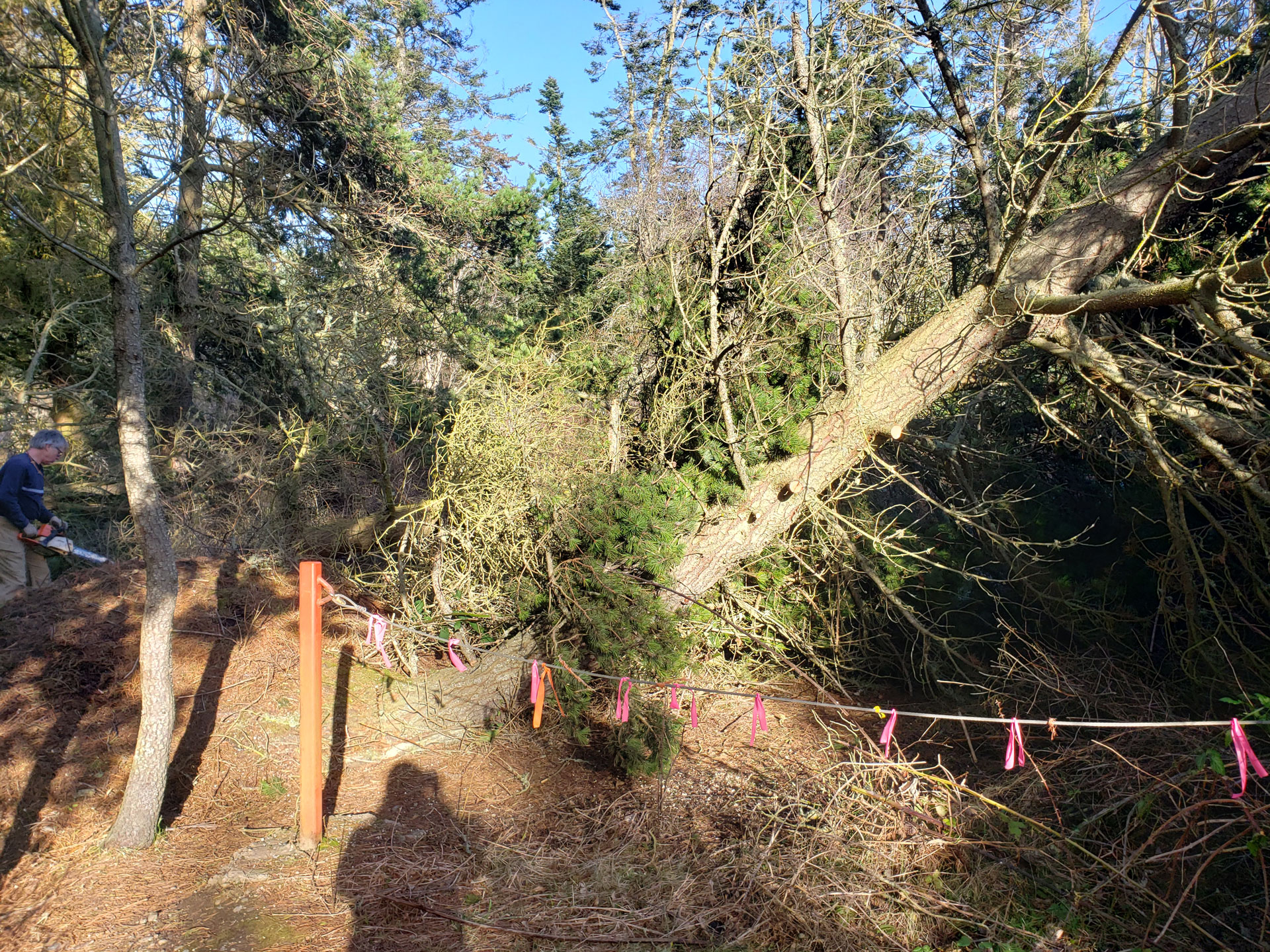 Fallen tree at Admiralty Inlet Preserve