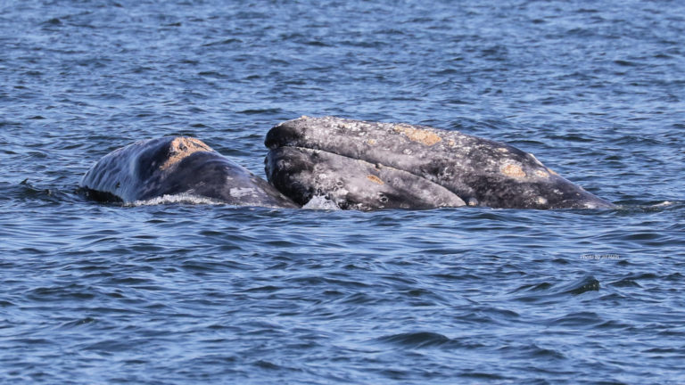 Gray Whales image