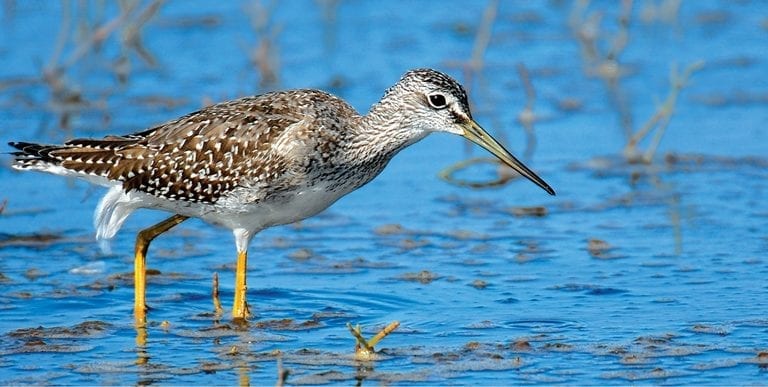 yellowlegs bird
