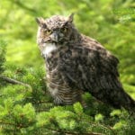 Owl at Saratoga Woods