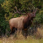 Bruiser the elk