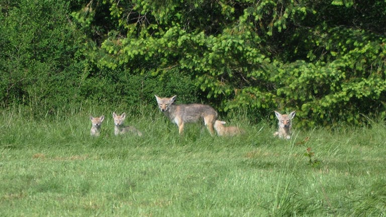 Coyote family