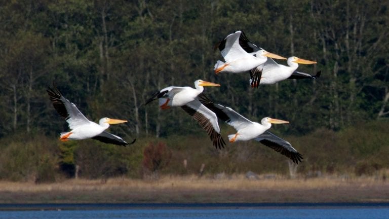 Crockett Lake Pelicans