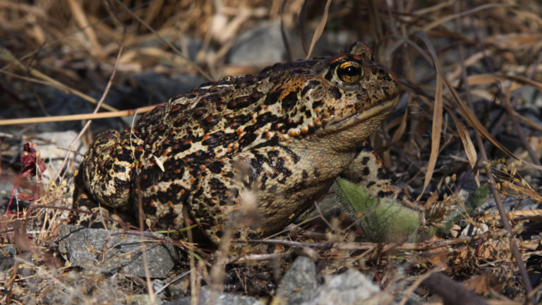 Western Toad