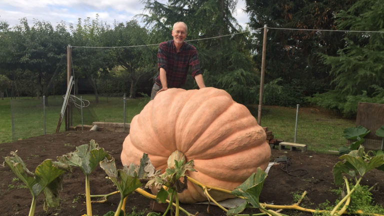 Giant Pumpkin