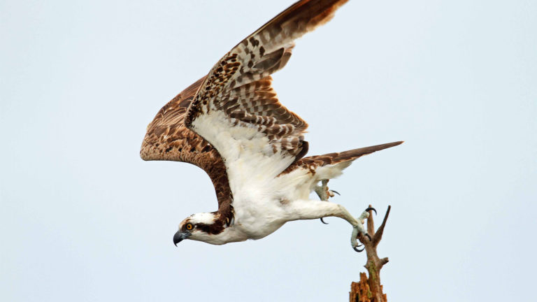 Osprey
