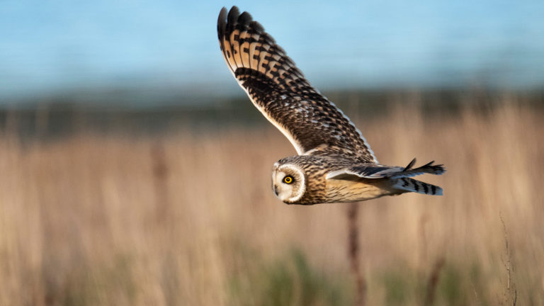 Short-eared Owl at Crockett Lake
