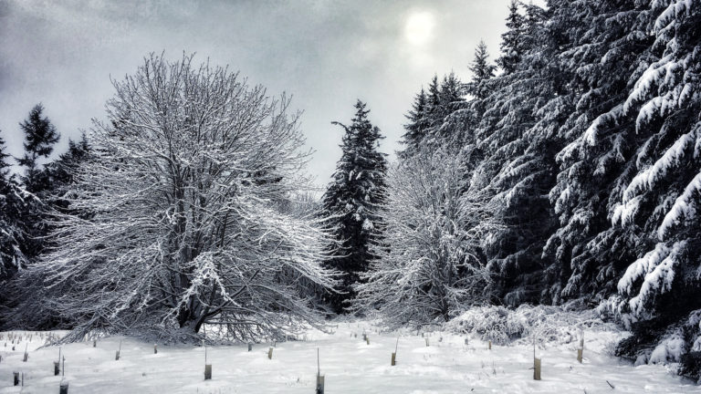 Silliman Preserve