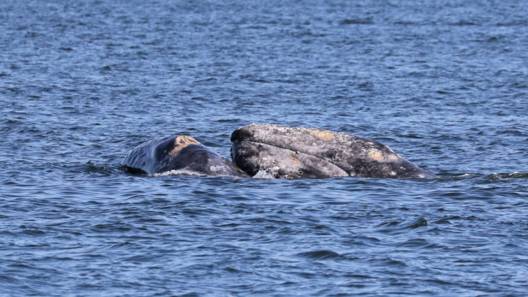 Gray Whales in Saratoga Passage