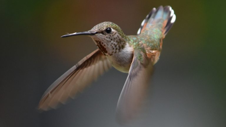 Rufous Hummingbird