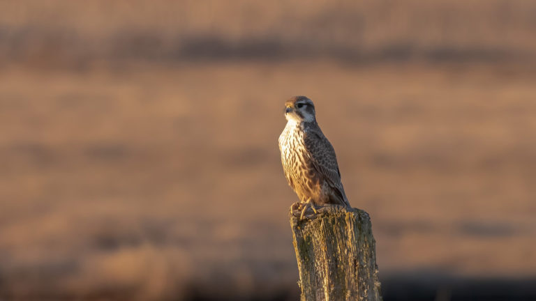 Prairie Falcon at Crockett Lake