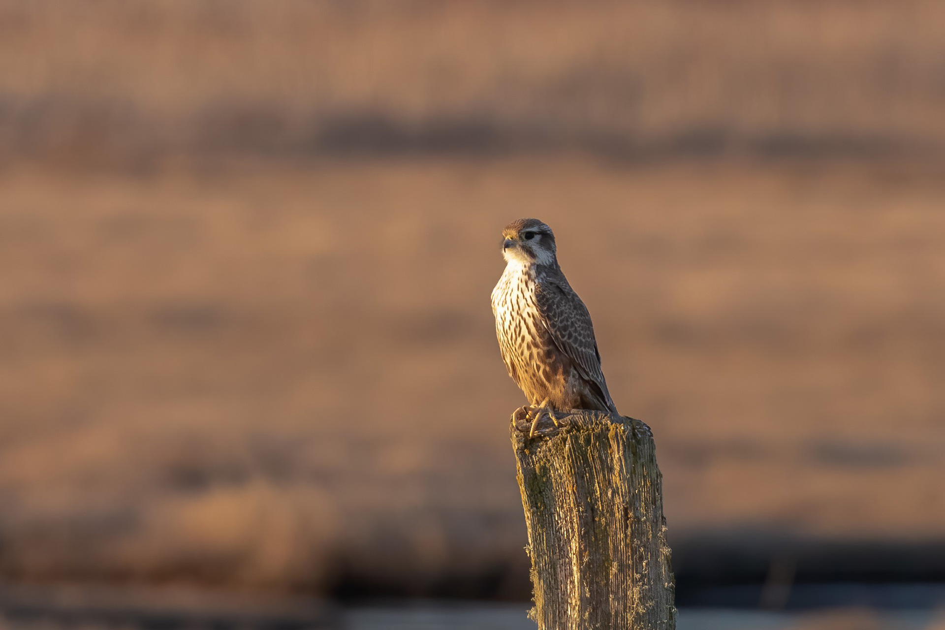 Prairie Falcon at Crockett Lake