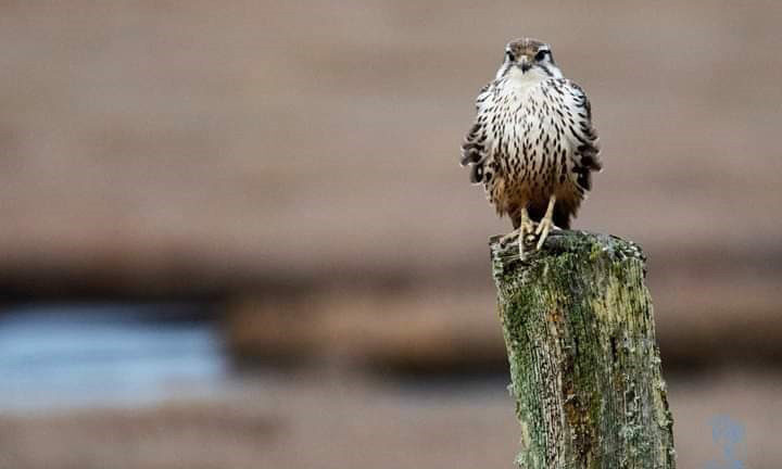 Prairie Falcon at Crockett Lake