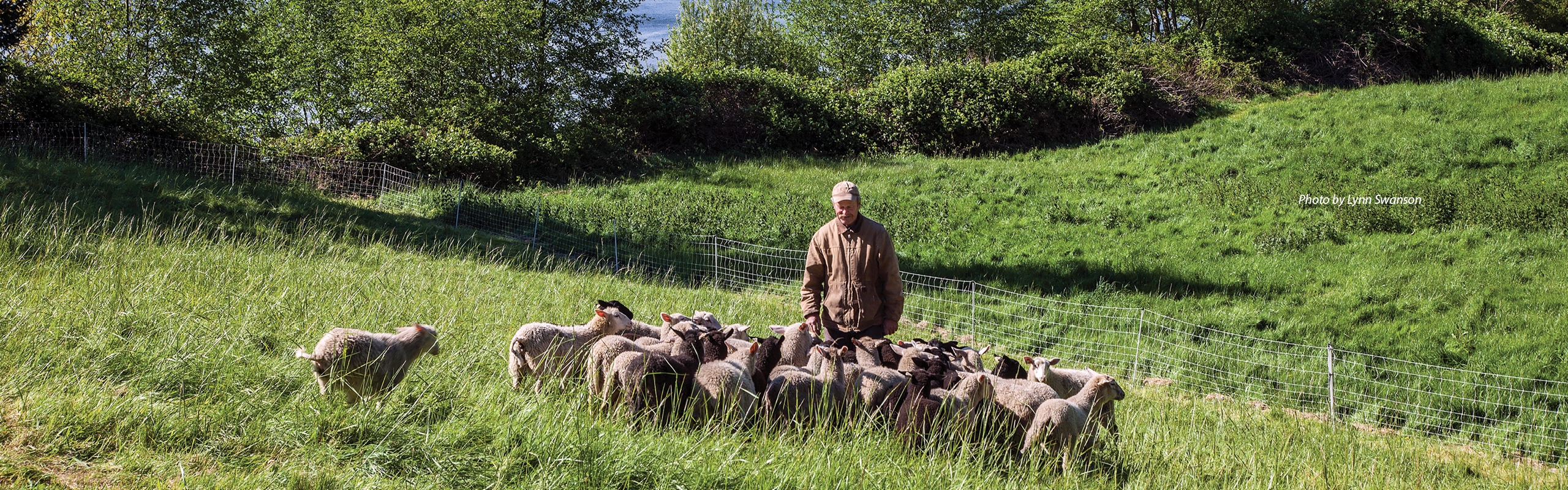 Sheep Farmer