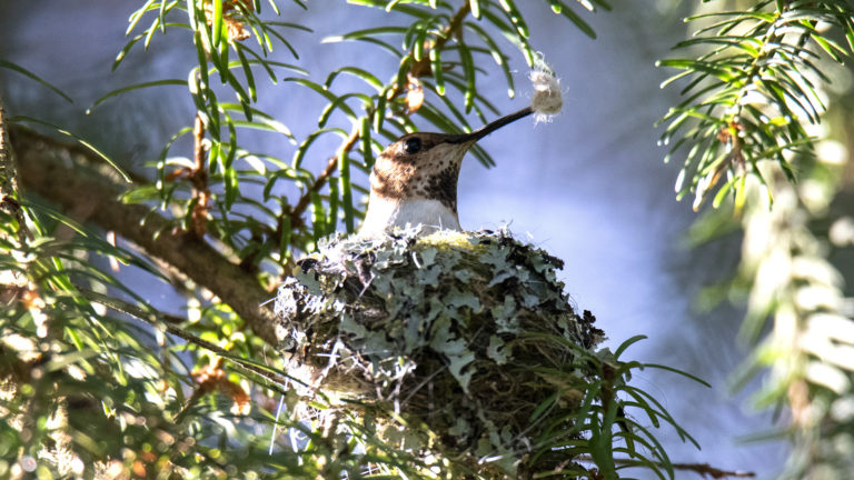 Hummingbird