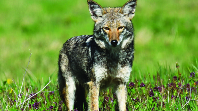 Coyote