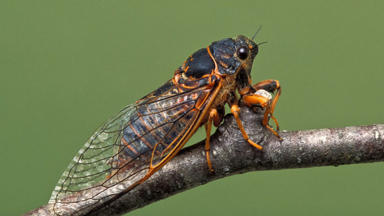Cicada image