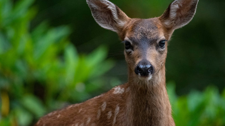 Fawn