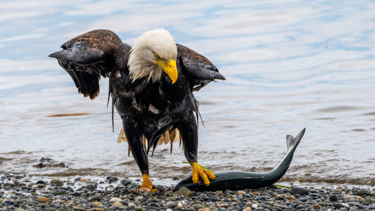 Bald eagle fishing