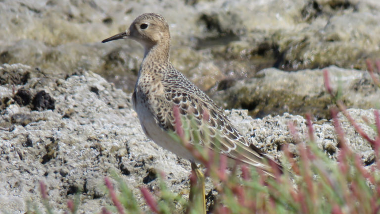 Buff-breasted Sandpiper at Crockett Lake Preserve