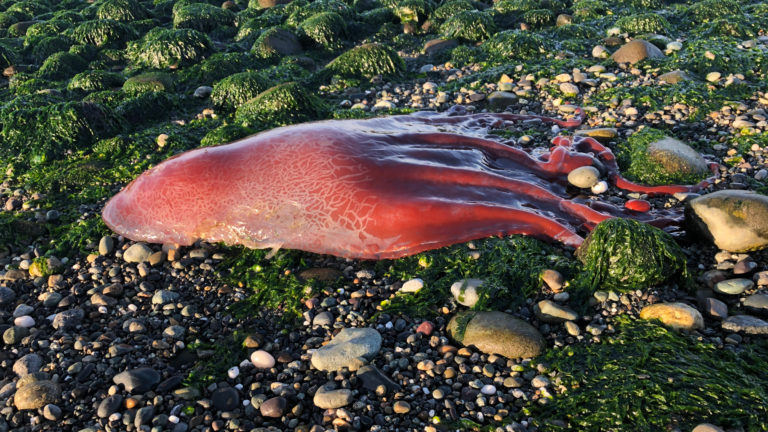 Octopus at Ebey's Landing