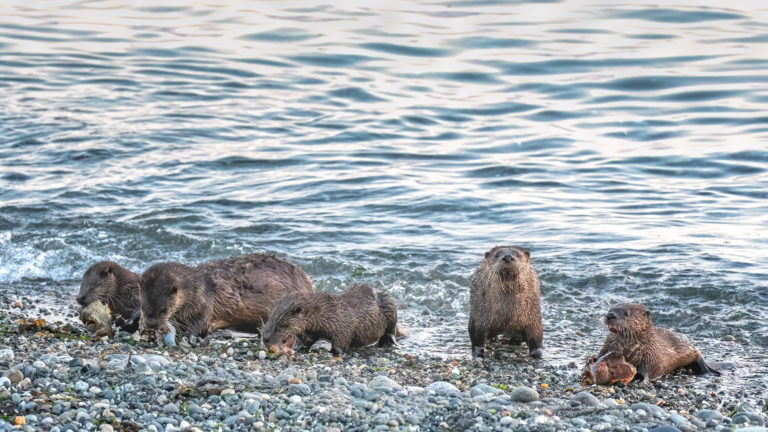 River Otters on Whidbey Island