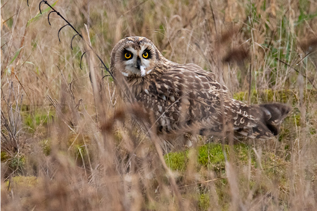 Short-eared Owl image
