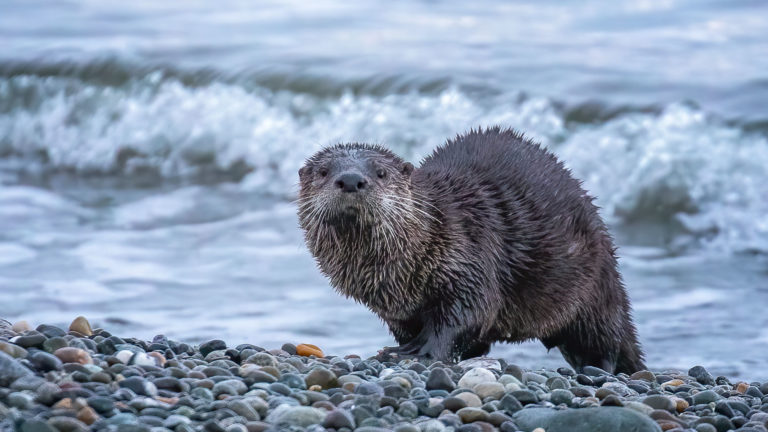 River Otter image