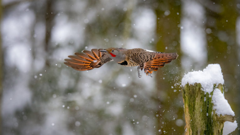 Northern Flicker in snow image