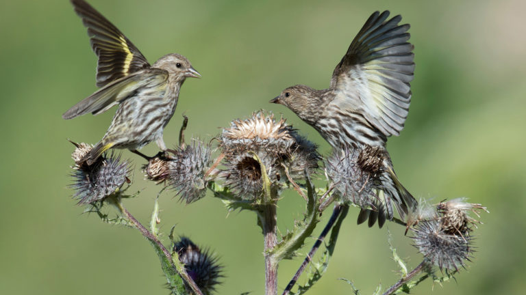 Pine Siskins image by Judith Roan