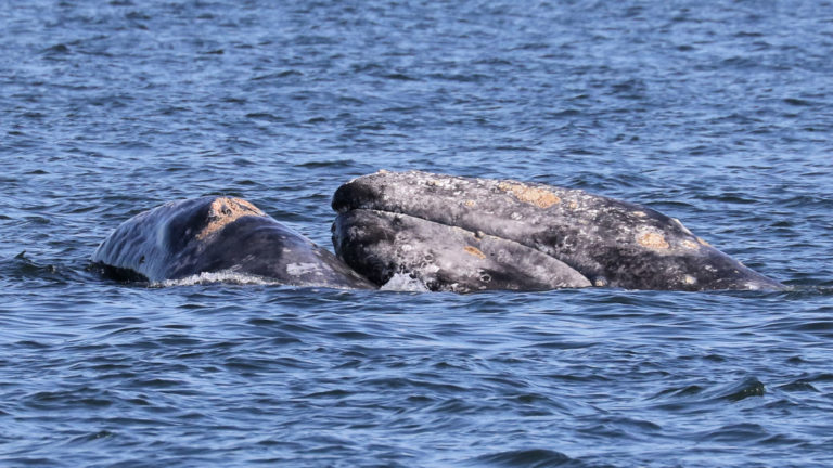 Gray Whales in Saratoga Passage image