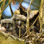 Owl family image