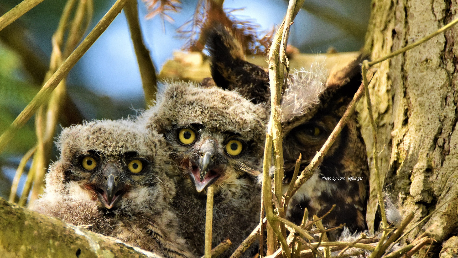 Owl family image