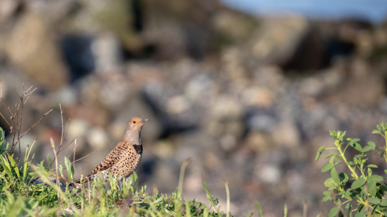 Northern Flicker