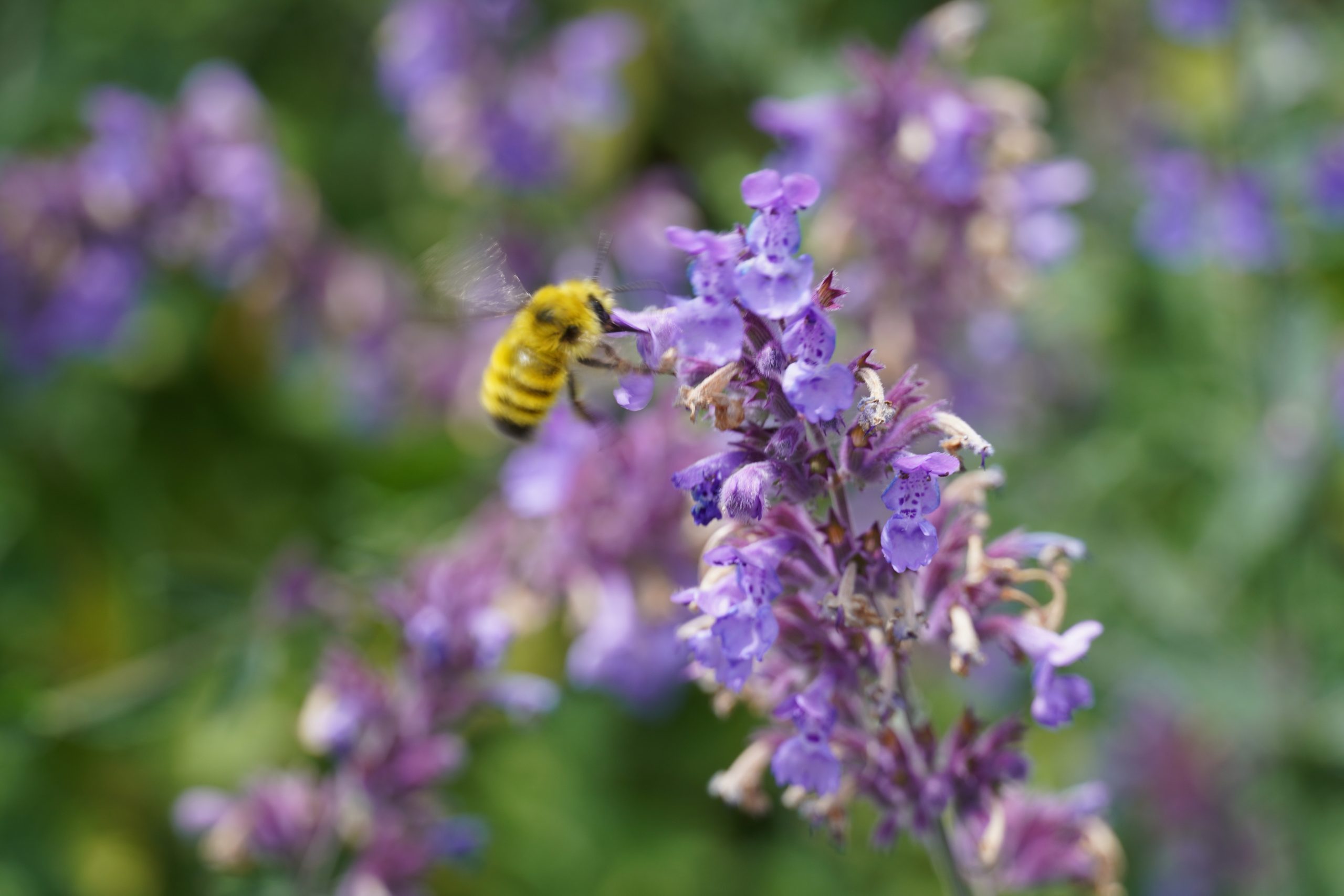 Bees In Your Native Garden - Whidbey Camano Land Trust