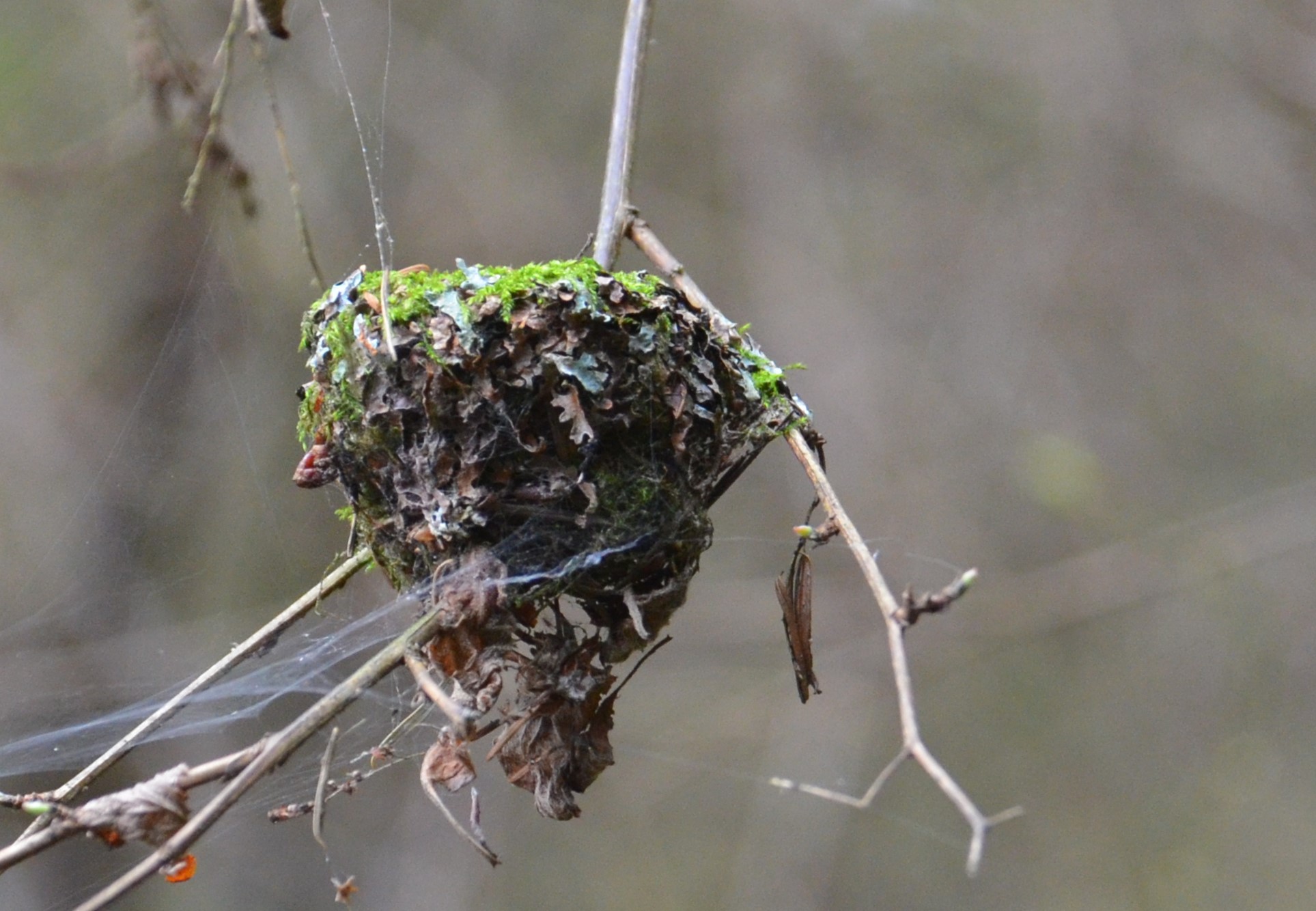 Nesting Rufous Hummingbird Nature Watch: Under Construction - Whidbey Camano Land Trust