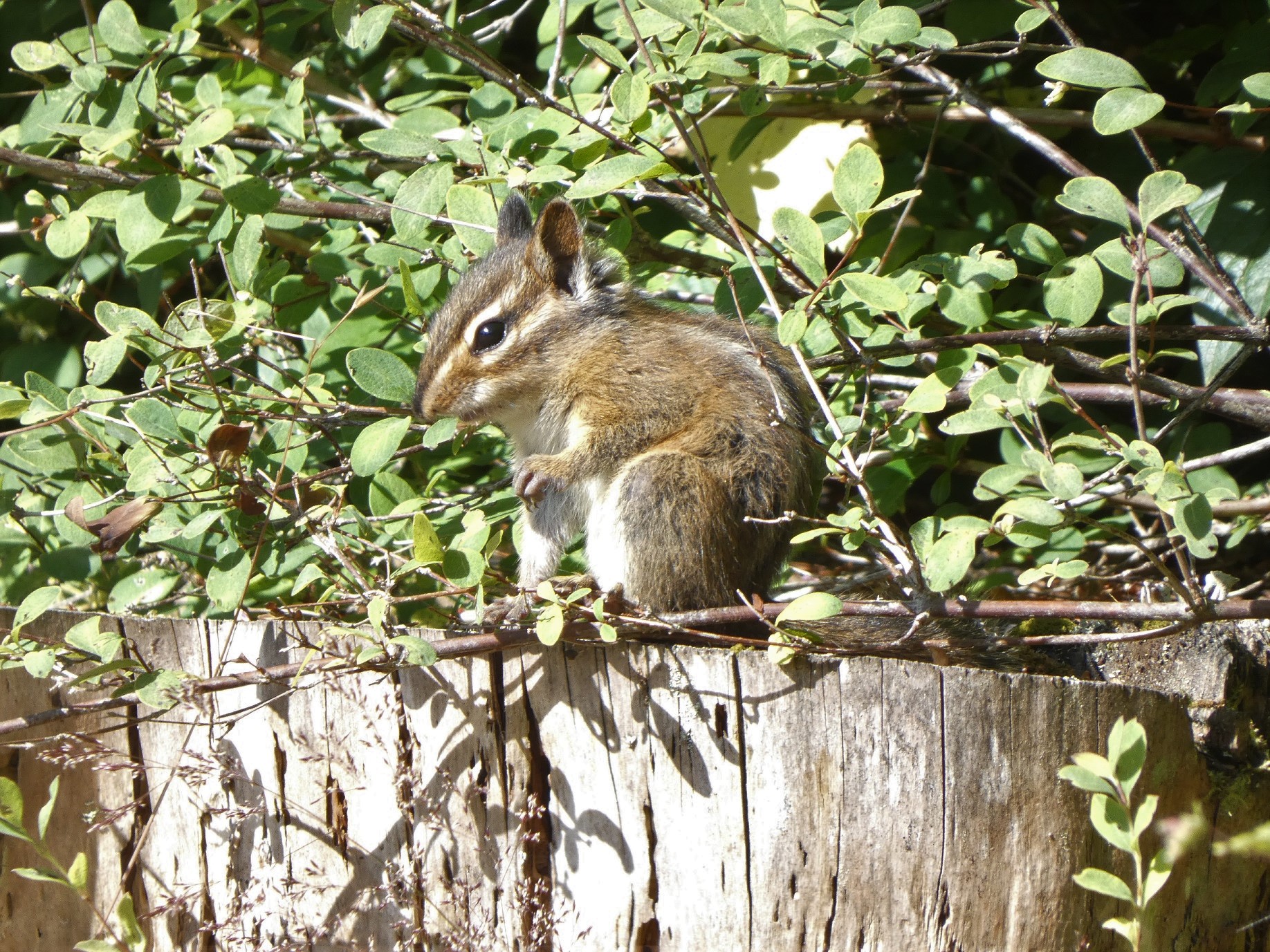 Nature Watch: A Leg Up
