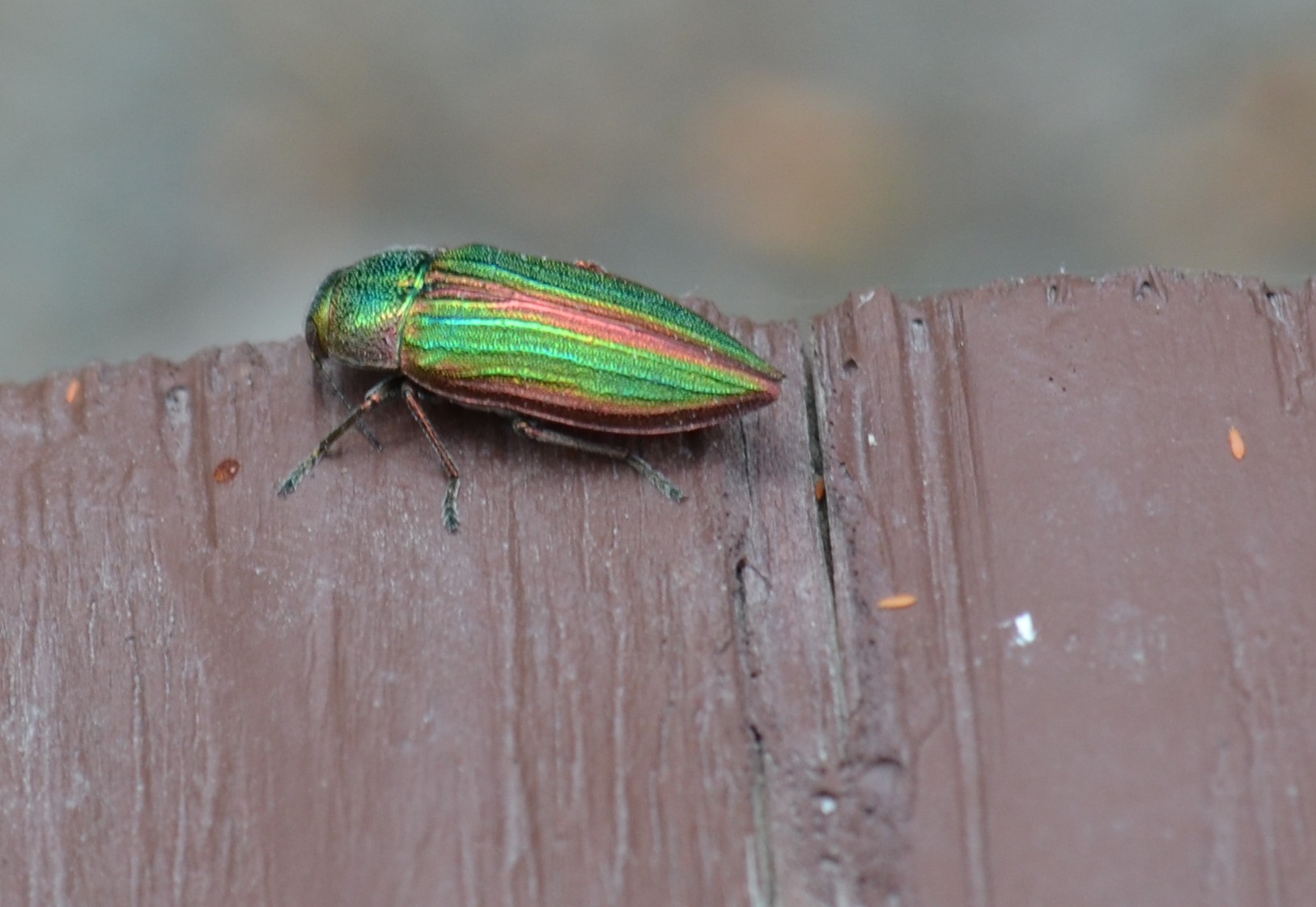 Nature Watch: Beetle Mania