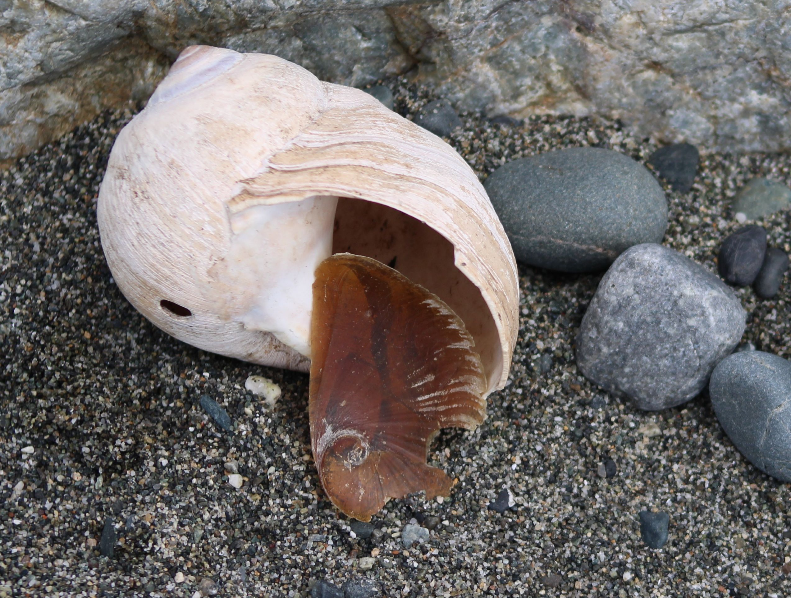 Nature Watch: A Snail’s Pace