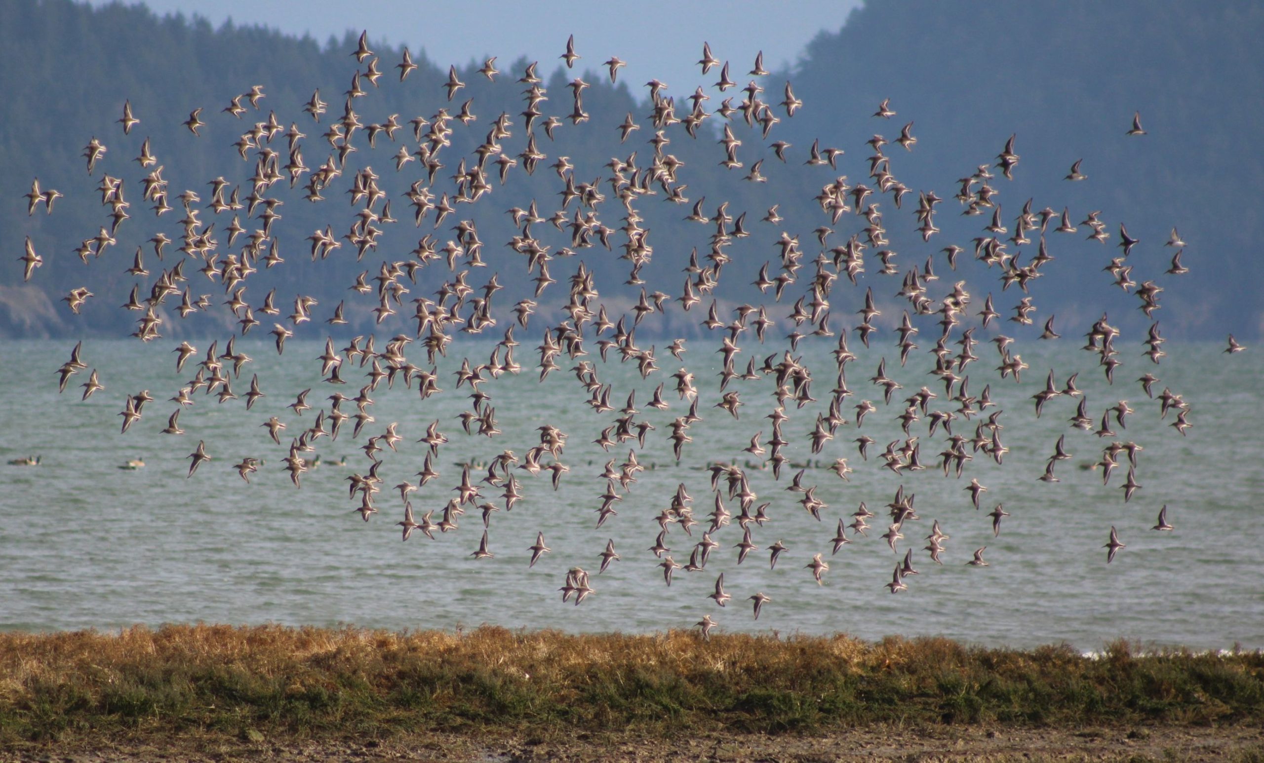 Nature Watch: Comings and Goings, Fall Edition