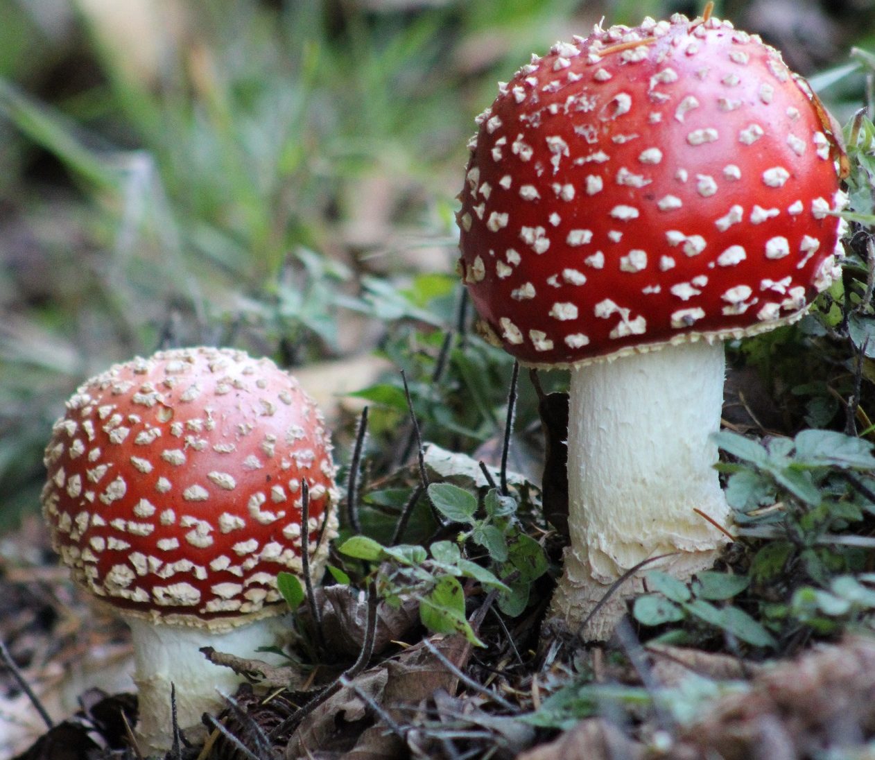 Nature Watch: October’s Palette