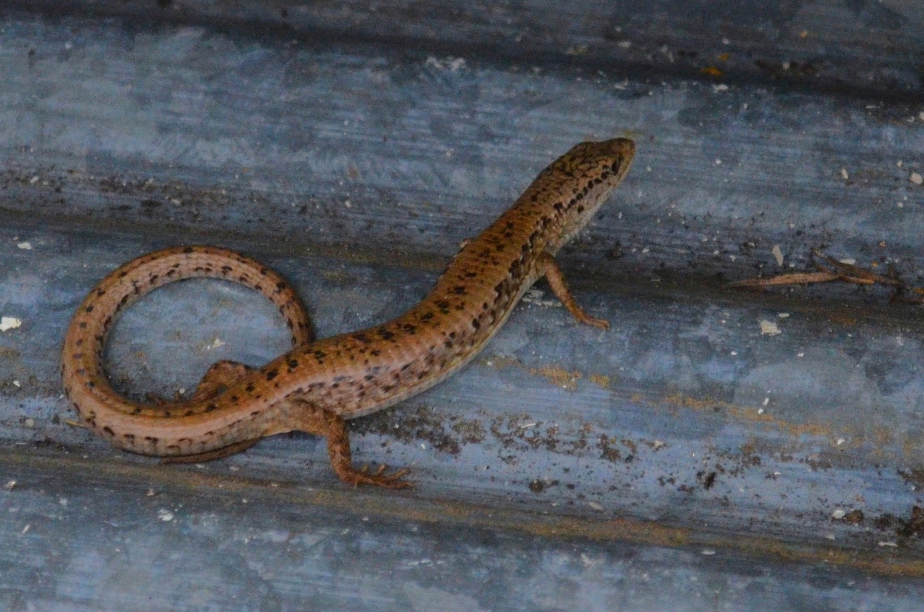 Nature Watch: The Big Sleep