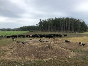 3 Sisters Family Farm